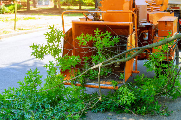 Best Tree Removal Near Me  in Friedens, PA